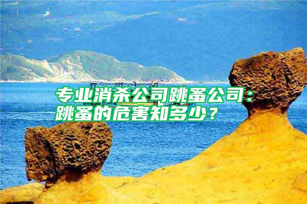 专业消杀公司跳蚤公司：跳蚤的危害知多少？