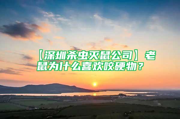 【深圳杀虫灭鼠公司】老鼠为什么喜欢咬硬物？