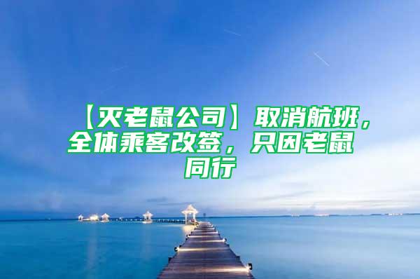 【灭老鼠公司】取消航班，全体乘客改签，只因老鼠同行