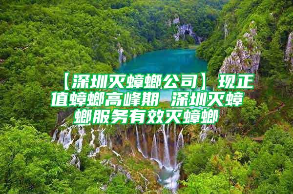 【深圳灭蟑螂公司】现正值蟑螂高峰期 深圳灭蟑螂服务有效灭蟑螂