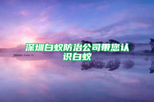 深圳白蚁防治公司带您认识白蚁