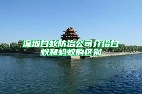 深圳白蚁防治公司介绍白蚁和蚂蚁的区别