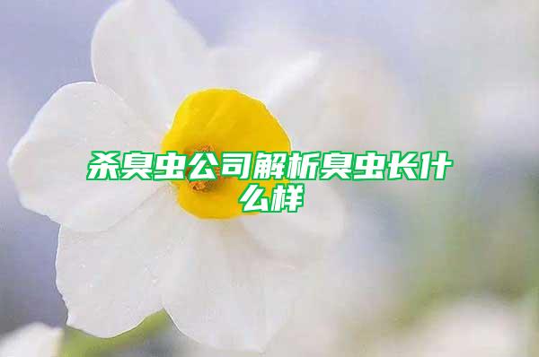 杀臭虫公司解析臭虫长什么样