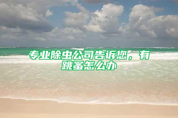 专业除虫公司告诉您，有跳蚤怎么办