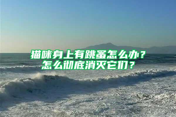 猫咪身上有跳蚤怎么办？怎么彻底消灭它们？