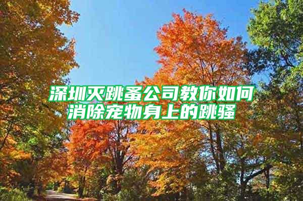 深圳灭跳蚤公司教你如何消除宠物身上的跳骚