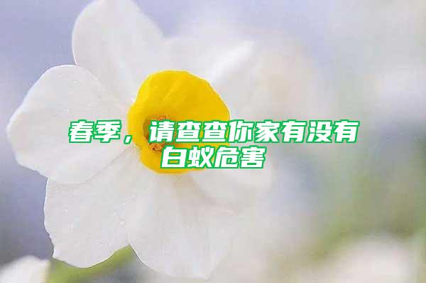 春季，请查查你家有没有白蚁危害