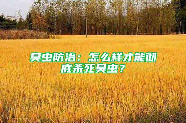 臭虫防治：怎么样才能彻底杀死臭虫？