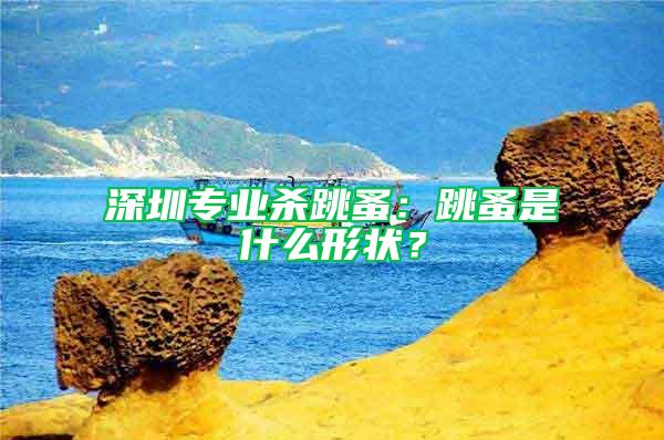 深圳专业杀跳蚤：跳蚤是什么形状？