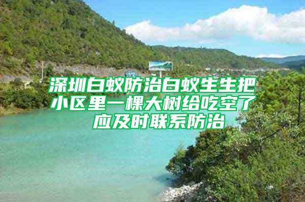 深圳白蚁防治白蚁生生把小区里一棵大树给吃空了 应及时联系防治