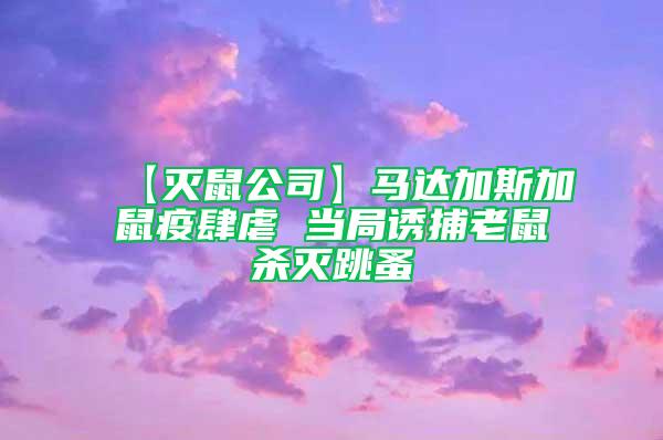 【灭鼠公司】马达加斯加鼠疫肆虐 当局诱捕老鼠杀灭跳蚤