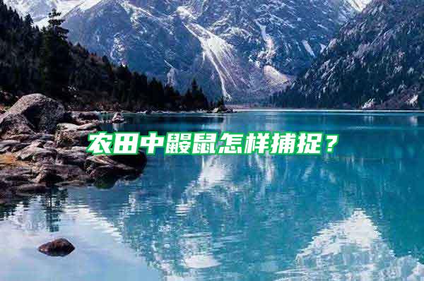 农田中鼹鼠怎样捕捉？