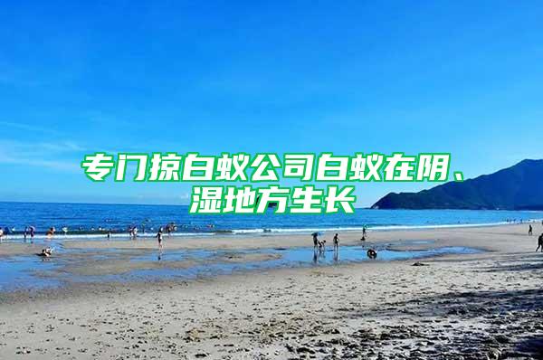 专门掠白蚁公司白蚁在阴、湿地方生长