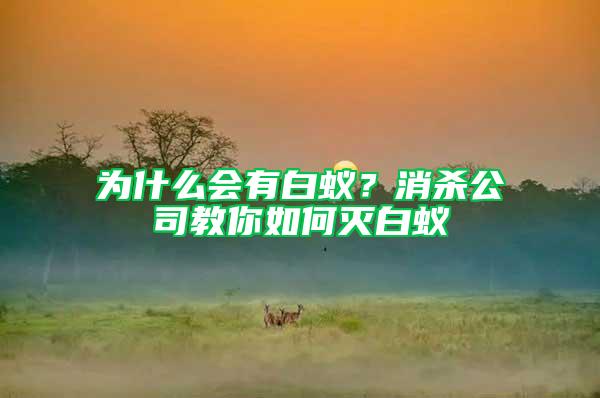 为什么会有白蚁？消杀公司教你如何灭白蚁