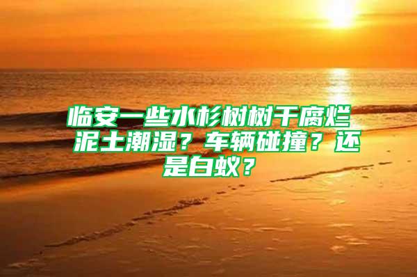 临安一些水杉树树干腐烂 泥土潮湿？车辆碰撞？还是白蚁？