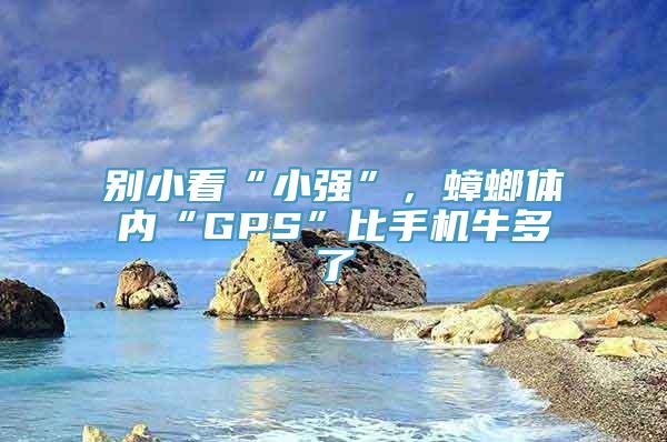 别小看“小强”，蟑螂体内“GPS”比手机牛多了