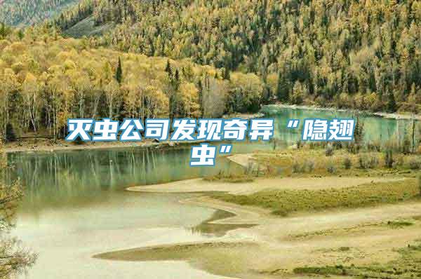 灭虫公司发现奇异“隐翅虫”
