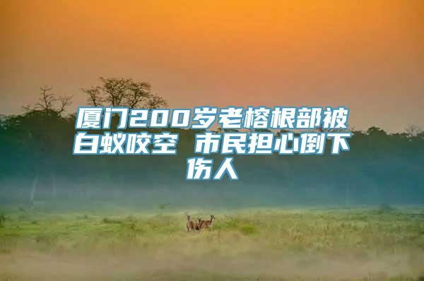 厦门200岁老榕根部被白蚁咬空 市民担心倒下伤人