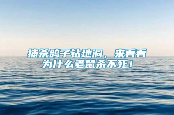 捕杀鸽子钻地洞，来看看为什么老鼠杀不死！