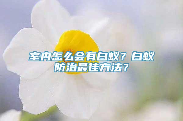 室内怎么会有白蚁？白蚁防治最佳方法？