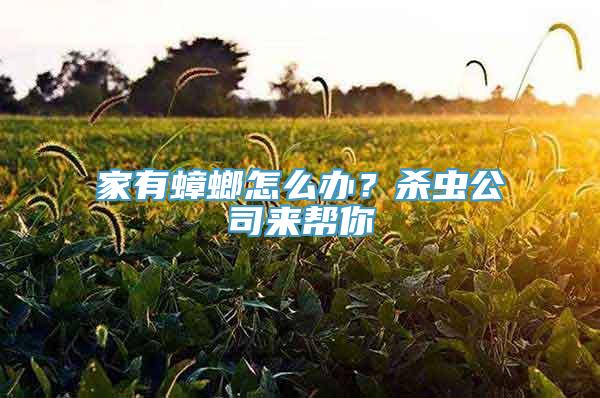 家有蟑螂怎么办？杀虫公司来帮你