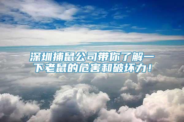 深圳捕鼠公司带你了解一下老鼠的危害和破坏力！