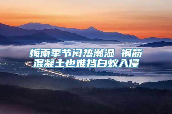 梅雨季节闷热潮湿 钢筋混凝土也难挡白蚁入侵