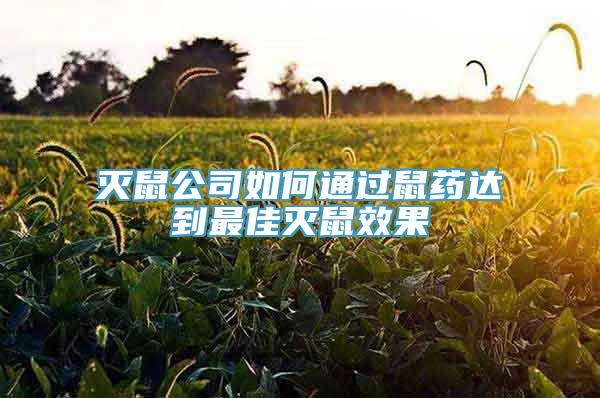 灭鼠公司如何通过鼠药达到最佳灭鼠效果