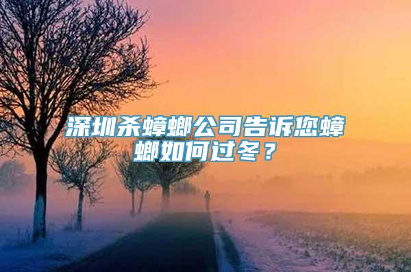 深圳杀蟑螂公司告诉您蟑螂如何过冬？