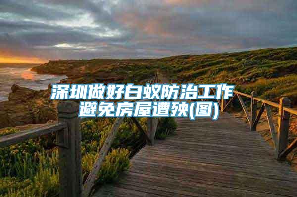 深圳做好白蚁防治工作 避免房屋遭殃(图)