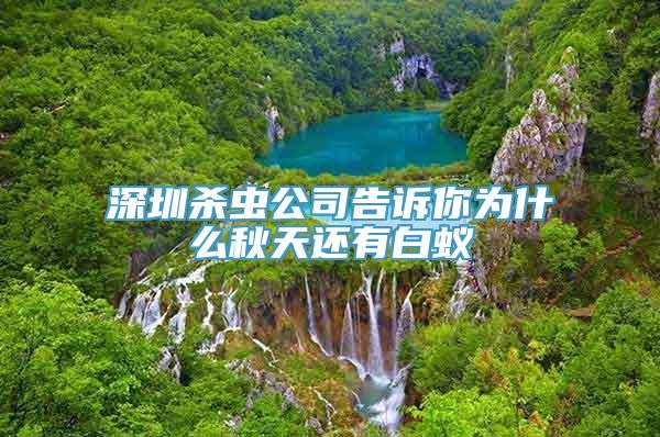 深圳杀虫公司告诉你为什么秋天还有白蚁