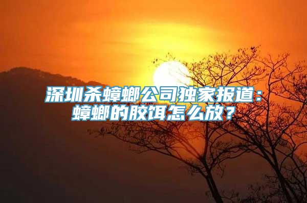 深圳杀蟑螂公司独家报道：蟑螂的胶饵怎么放？