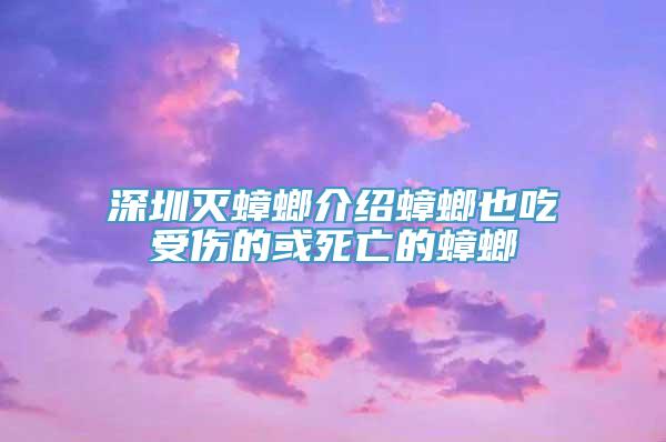 深圳灭蟑螂介绍蟑螂也吃受伤的或死亡的蟑螂