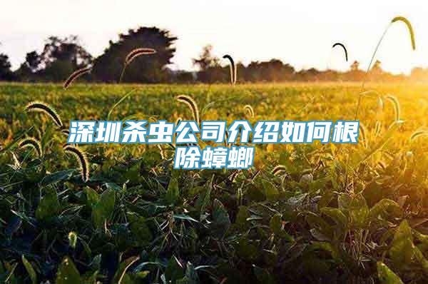 深圳杀虫公司介绍如何根除蟑螂