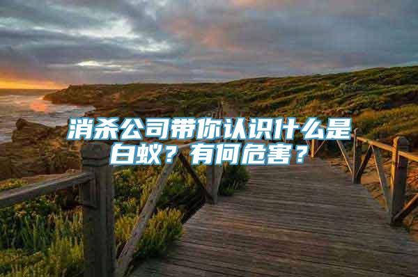 消杀公司带你认识什么是白蚁？有何危害？