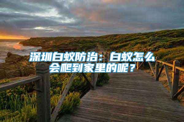 深圳白蚁防治：白蚁怎么会爬到家里的呢？