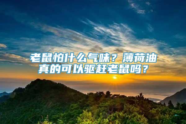 老鼠怕什么气味？薄荷油真的可以驱赶老鼠吗？