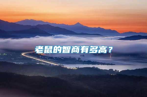 老鼠的智商有多高？
