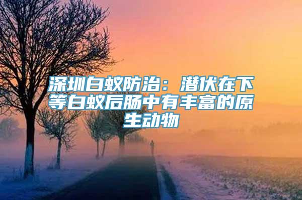 深圳白蚁防治：潜伏在下等白蚁后肠中有丰富的原生动物