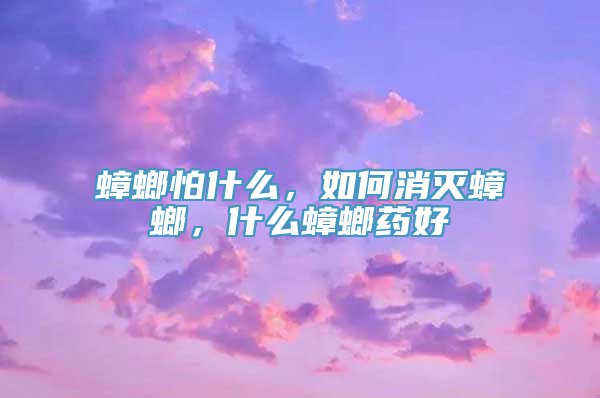 蟑螂怕什么，如何消灭蟑螂，什么蟑螂药好