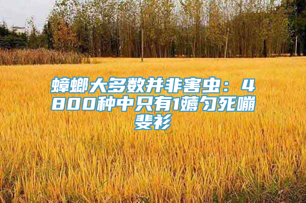 蟑螂大多数并非害虫：4800种中只有1薅匀死嘣斐衫