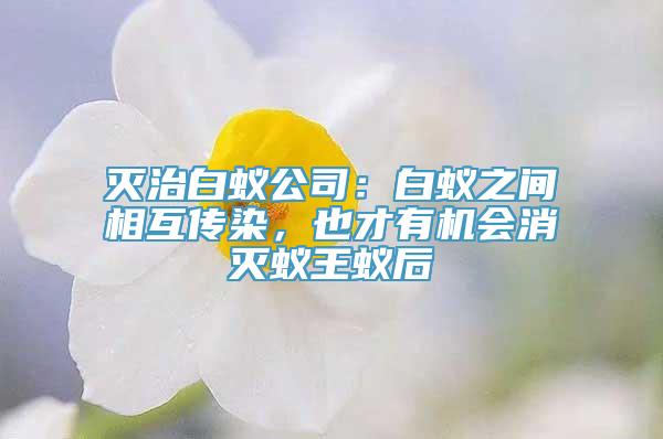 灭治白蚁公司：白蚁之间相互传染，也才有机会消灭蚁王蚁后