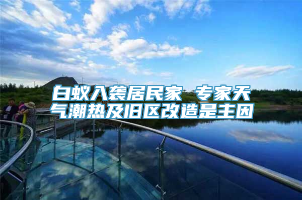 白蚁入袭居民家 专家天气潮热及旧区改造是主因