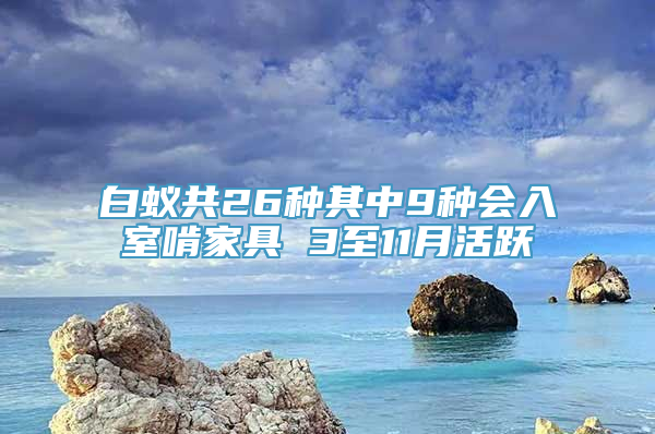 白蚁共26种其中9种会入室啃家具 3至11月活跃