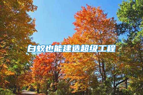 白蚁也能建造超级工程
