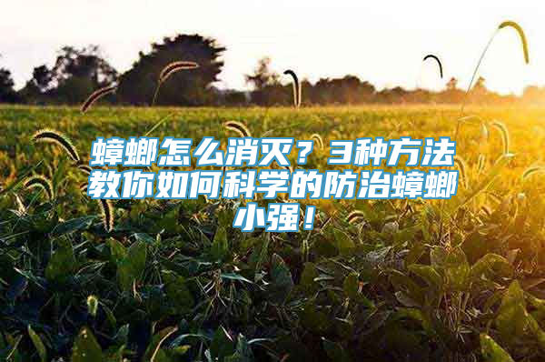 蟑螂怎么消灭？3种方法教你如何科学的防治蟑螂小强！