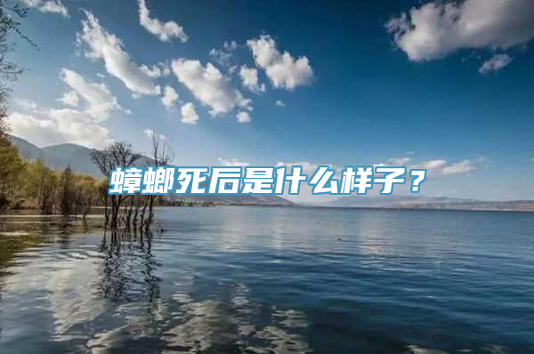 蟑螂死后是什么样子？