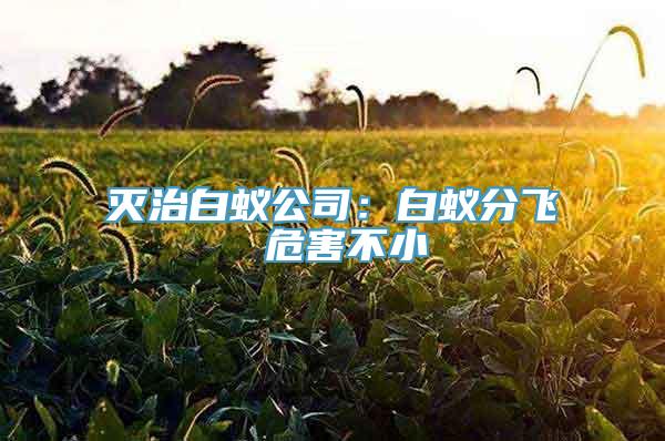 灭治白蚁公司：白蚁分飞 危害不小