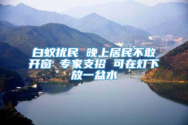 白蚁扰民 晚上居民不敢开窗 专家支招 可在灯下放一盆水