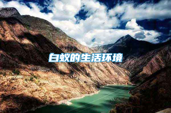 白蚁的生活环境